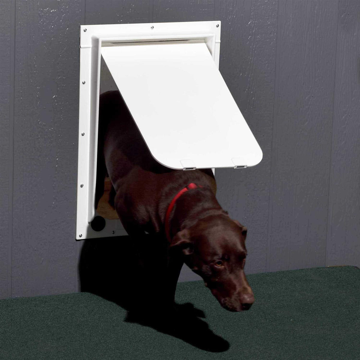 Pet Door Y304565