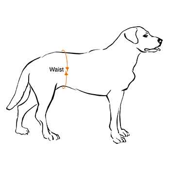 Disposable Belly Band Male Dog Wraps L490