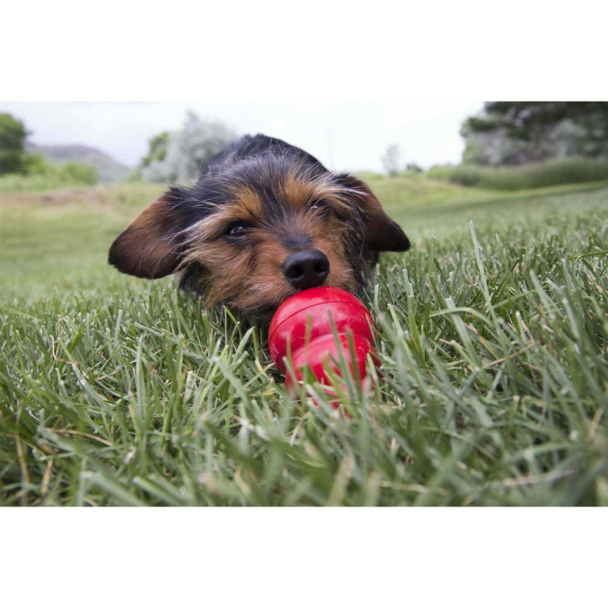 Pet Supplies S6760