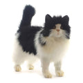 Black and White Cat Plush I15993