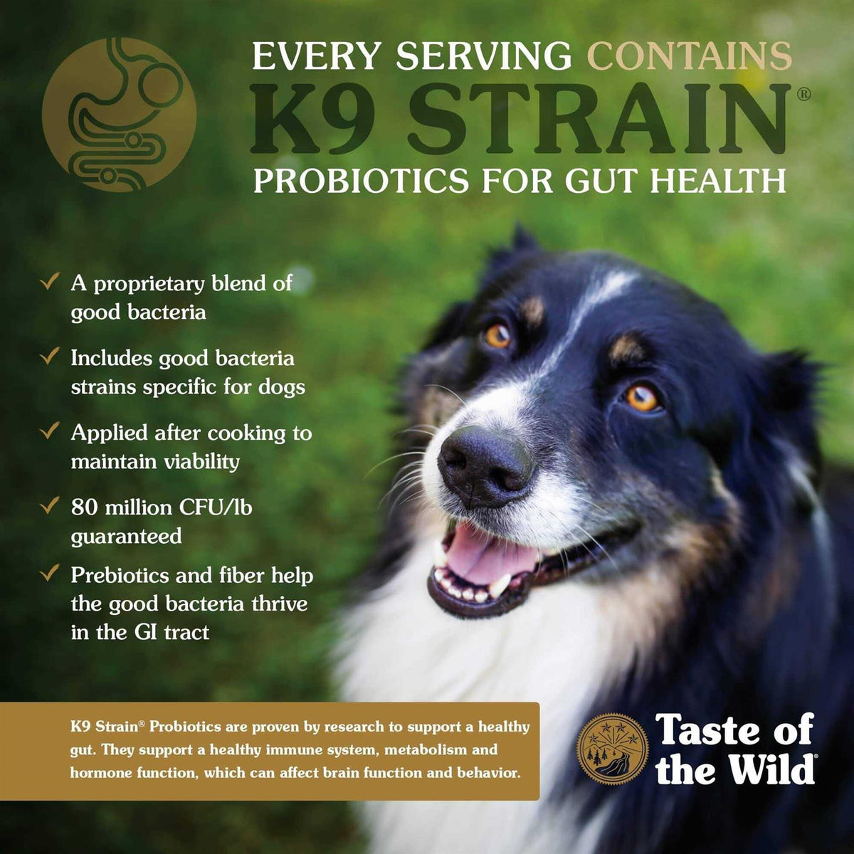 Dog Food E283731