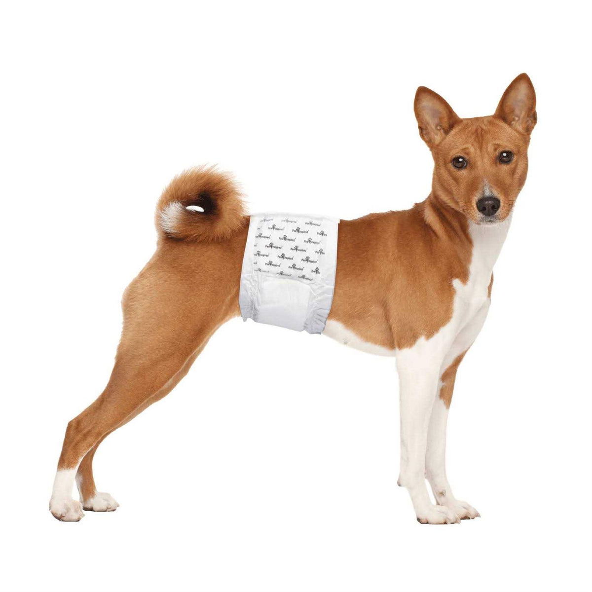 Disposable Belly Band Male Dog Wraps L490