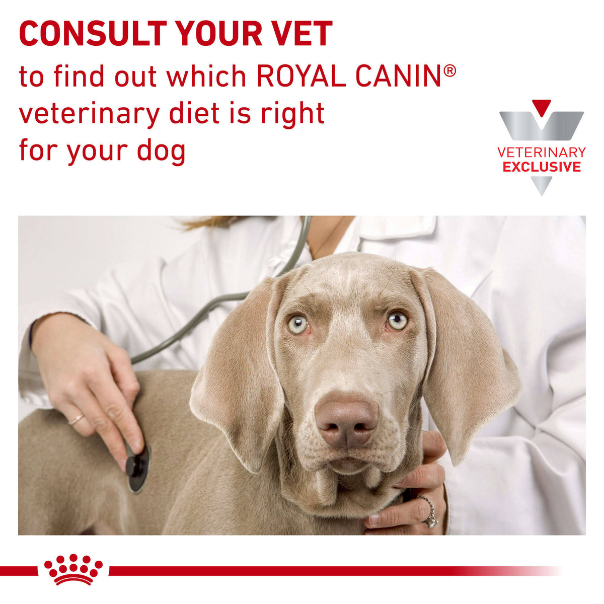 Hydrolyzed Protein Dry Dog Food I931227