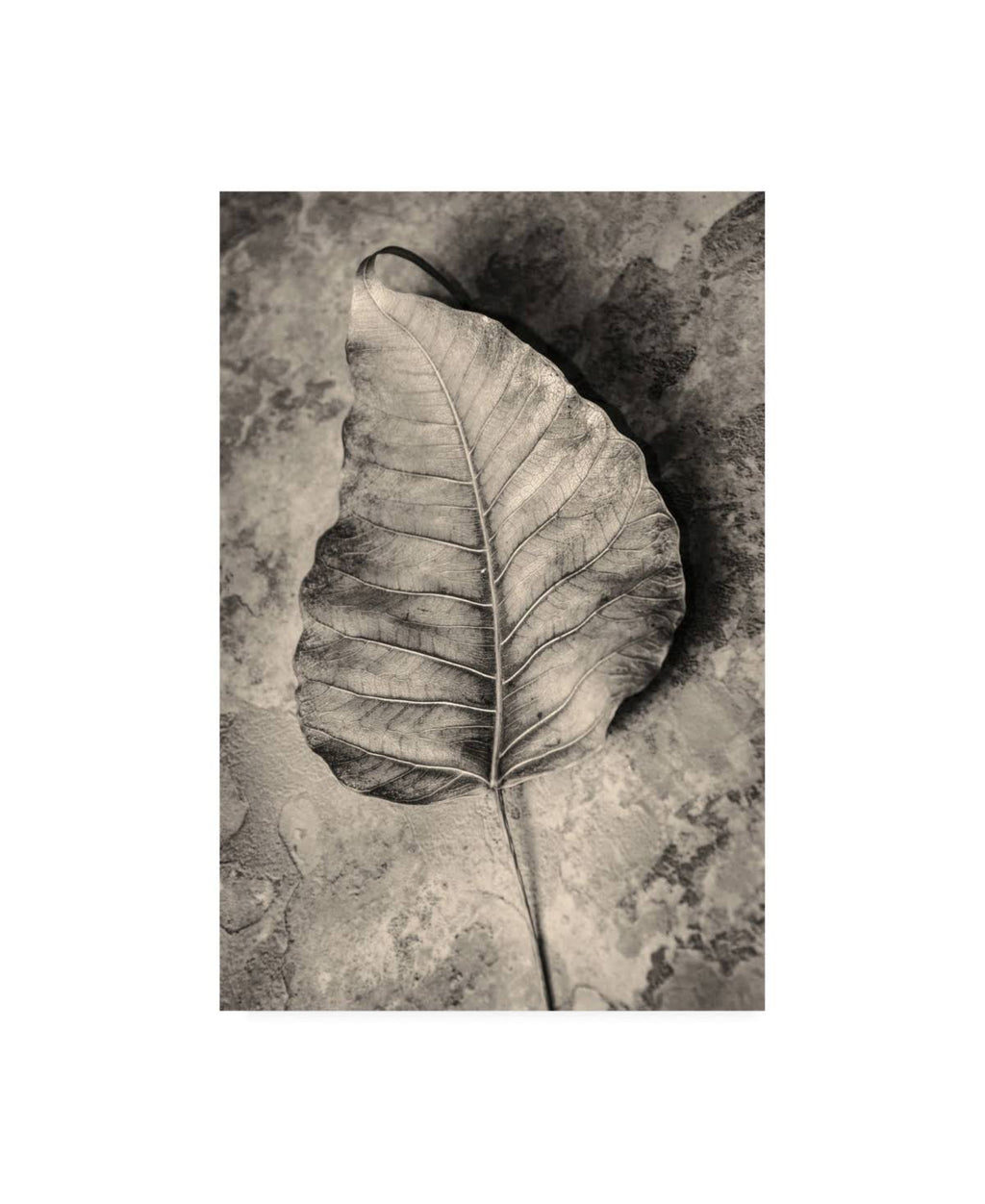 Dried Leaf Canvas Art C672