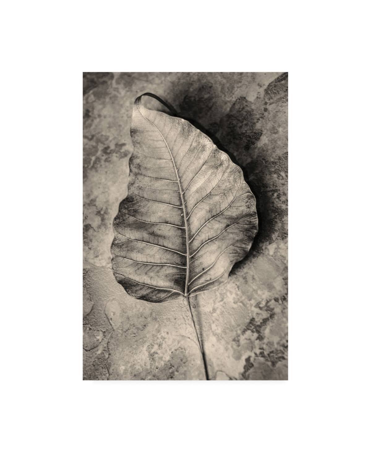 Dried Leaf Canvas Art C672
