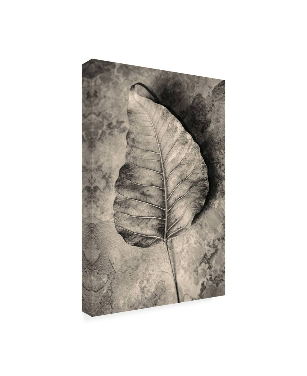 Dried Leaf Canvas Art C672