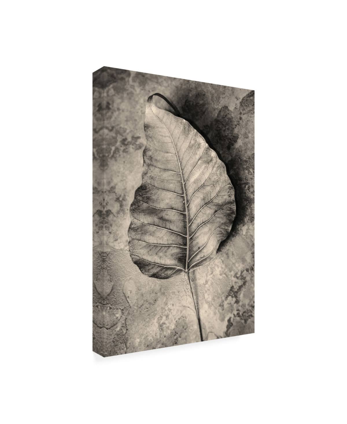 Dried Leaf Canvas Art C672