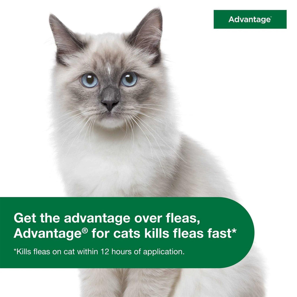 Topical Flea Prevention for Small Cats P425370