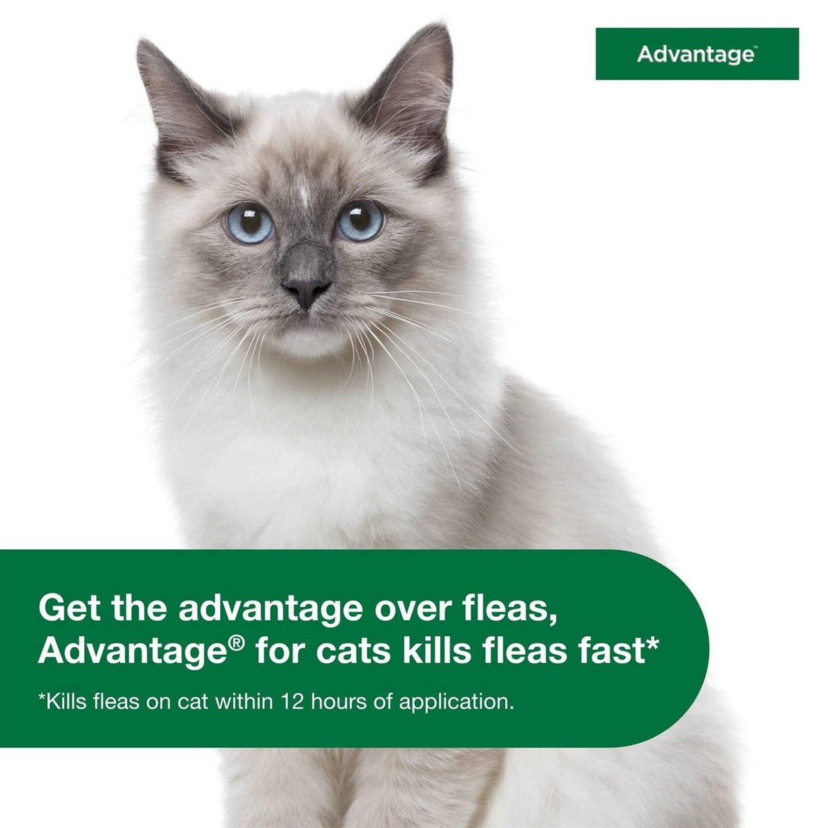 Topical Flea Prevention for Small Cats P425370