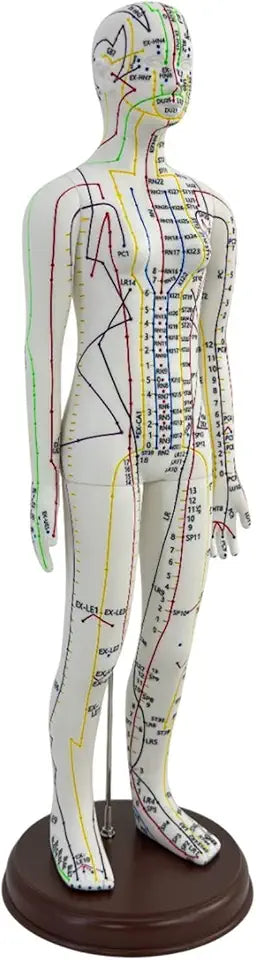 Acupuncture Model Human Body Model PVC with Base B8590